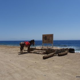 Dahab po pandemi - tylko w maseczkach_6