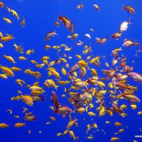 Dahab po pandemi - tylko w maseczkach_8