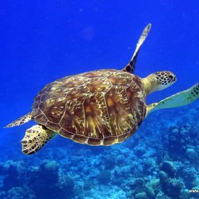 Malediwy deep south 2022_10