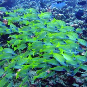 Malediwy deep south 2022_10