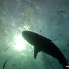 Malediwy deep south 2022_10