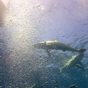 Malediwy deep south 2022_10