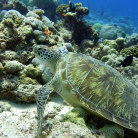 Malediwy deep south 2022_10