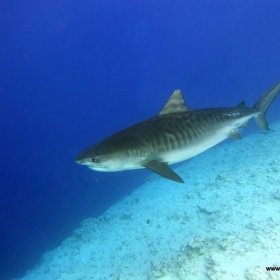 Malediwy deep south 2022_10