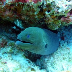 Malediwy deep south 2022_1