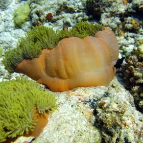 Malediwy deep south 2022_1