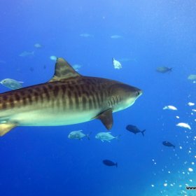 Malediwy deep south 2022_2