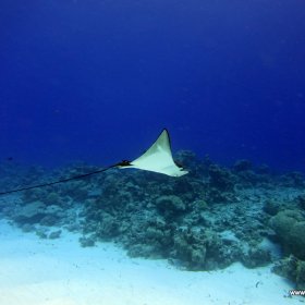 Malediwy deep south 2022_2