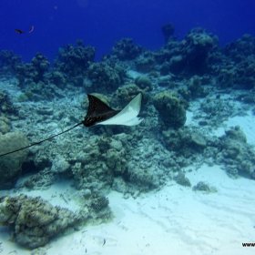 Malediwy deep south 2022_3