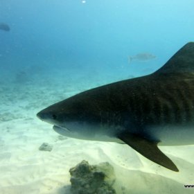 Malediwy deep south 2022_3