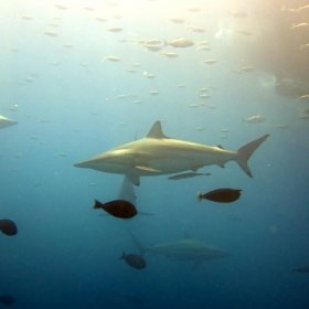 Malediwy deep south 2022_3