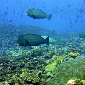 Malediwy deep south 2022_4