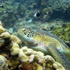 Malediwy deep south 2022_4