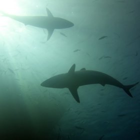 Malediwy deep south 2022_4