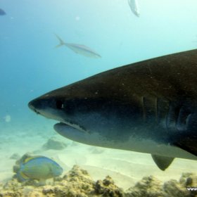 Malediwy deep south 2022_4