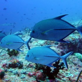 Malediwy deep south 2022_5