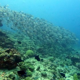 Malediwy deep south 2022_5