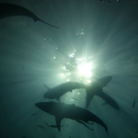 Malediwy deep south 2022_5