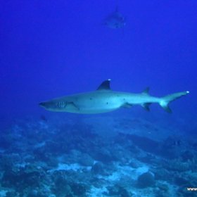 Malediwy deep south 2022_6