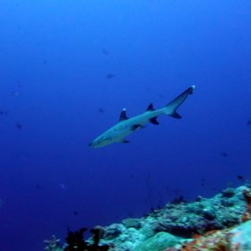 Malediwy deep south 2022_6