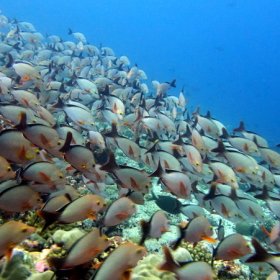 Malediwy deep south 2022_6