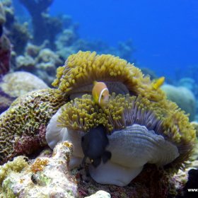 Malediwy deep south 2022_6