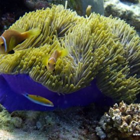 Malediwy deep south 2022_7