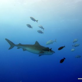 Malediwy deep south 2022_7