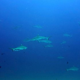 Malediwy deep south 2022_7