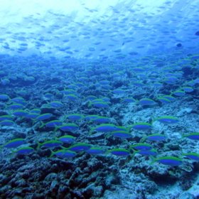 Malediwy deep south 2022_8