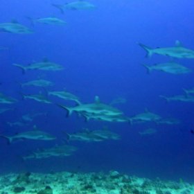 Malediwy deep south 2022_8