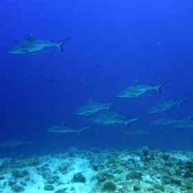 Malediwy deep south 2022_9