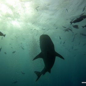 Malediwy deep south 2022_9