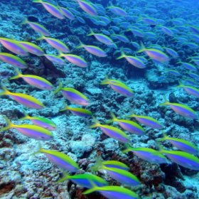 Malediwy deep south 2022_9